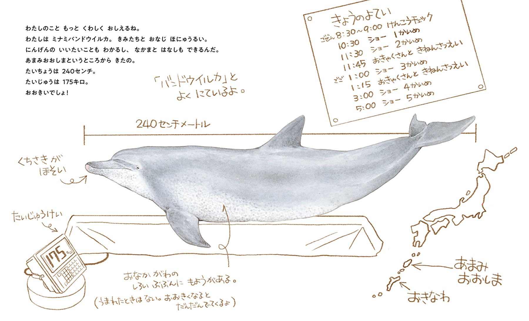 沖縄で50年間愛されたイルカを描くノンフィクション絵本