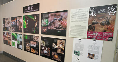 ６月４日は虫の日！「伊丹市昆虫館」でアリ展開催！