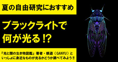 自由研究におすすめ！ブラックライトで何が光るか調べよう