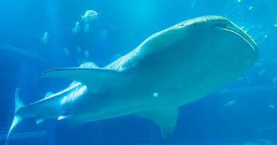 【猛暑もひんやり快適】子どもと一緒に行きたい関西の水族館
