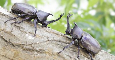 カブトムシ・クワガタは越冬できる? 昆虫採集YouTuberむし岡だいきさんが解説