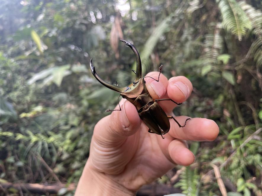 昆虫採集旅行へ！ 【クワガタ大国】インドネシア・スマトラ島2024