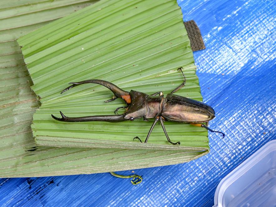 昆虫採集旅行へ！ 【クワガタ大国】インドネシア・スマトラ島2024
