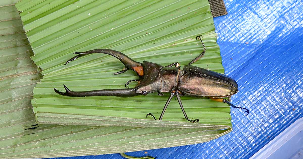 昆虫採集旅行へ！ 【クワガタ大国】インドネシア・スマトラ島2024