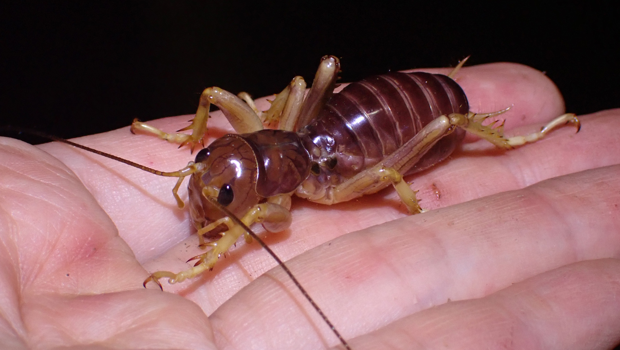 昆虫採集旅行へ！ 【クワガタ大国】インドネシア・スマトラ島2024