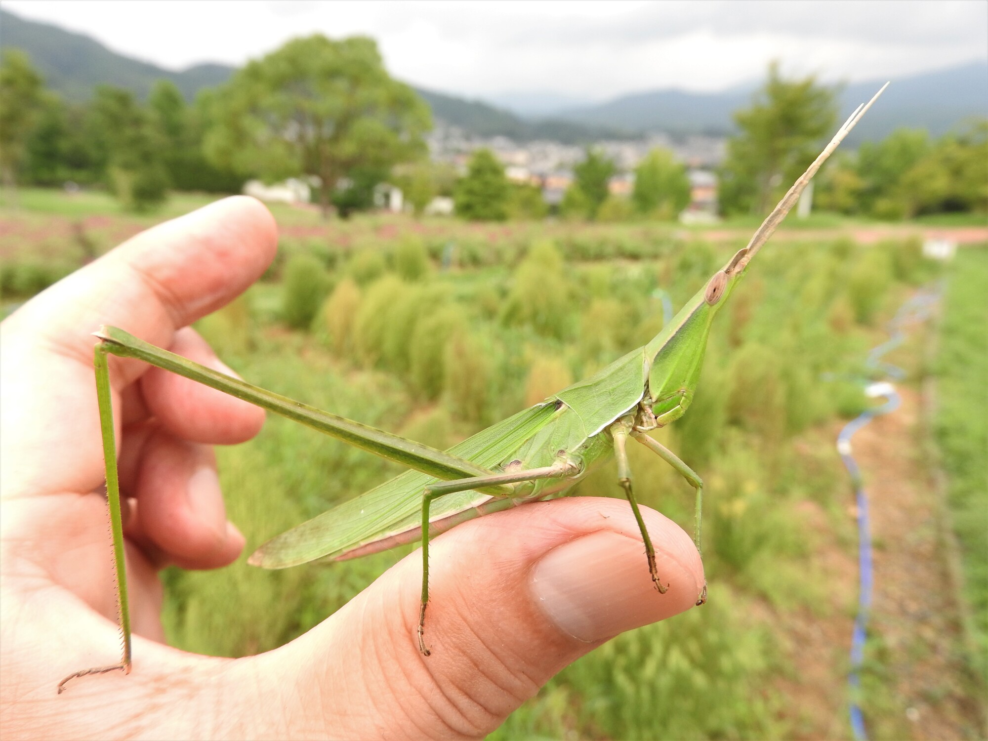 バッタ】 の種類はたくさん！ 昆虫採集YouTuberむし岡だいき さんが