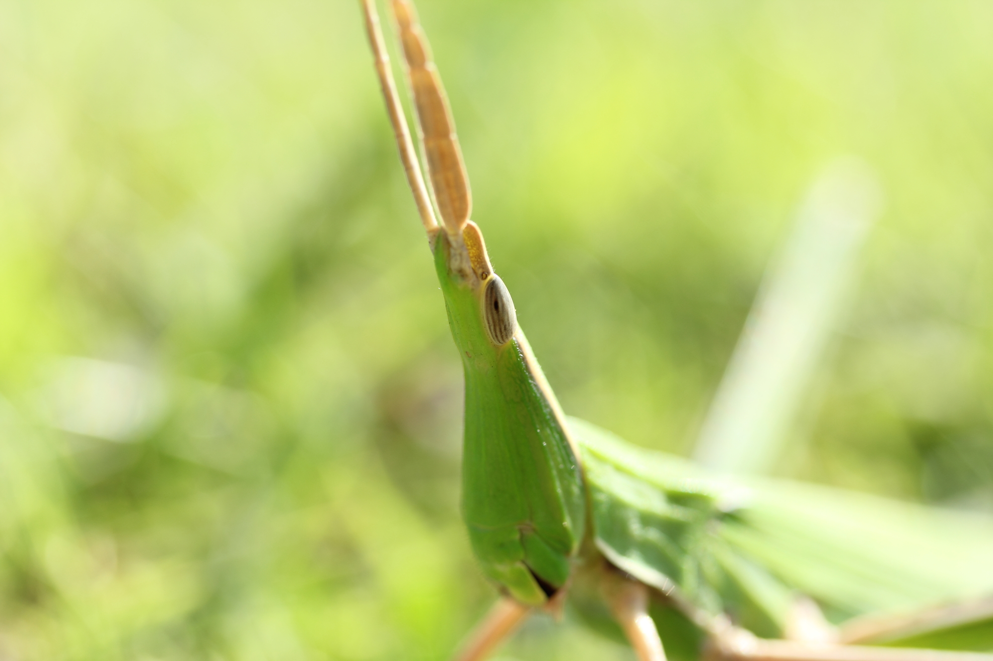 バッタ】 の種類はたくさん！ 昆虫採集YouTuberむし岡だいき さんが