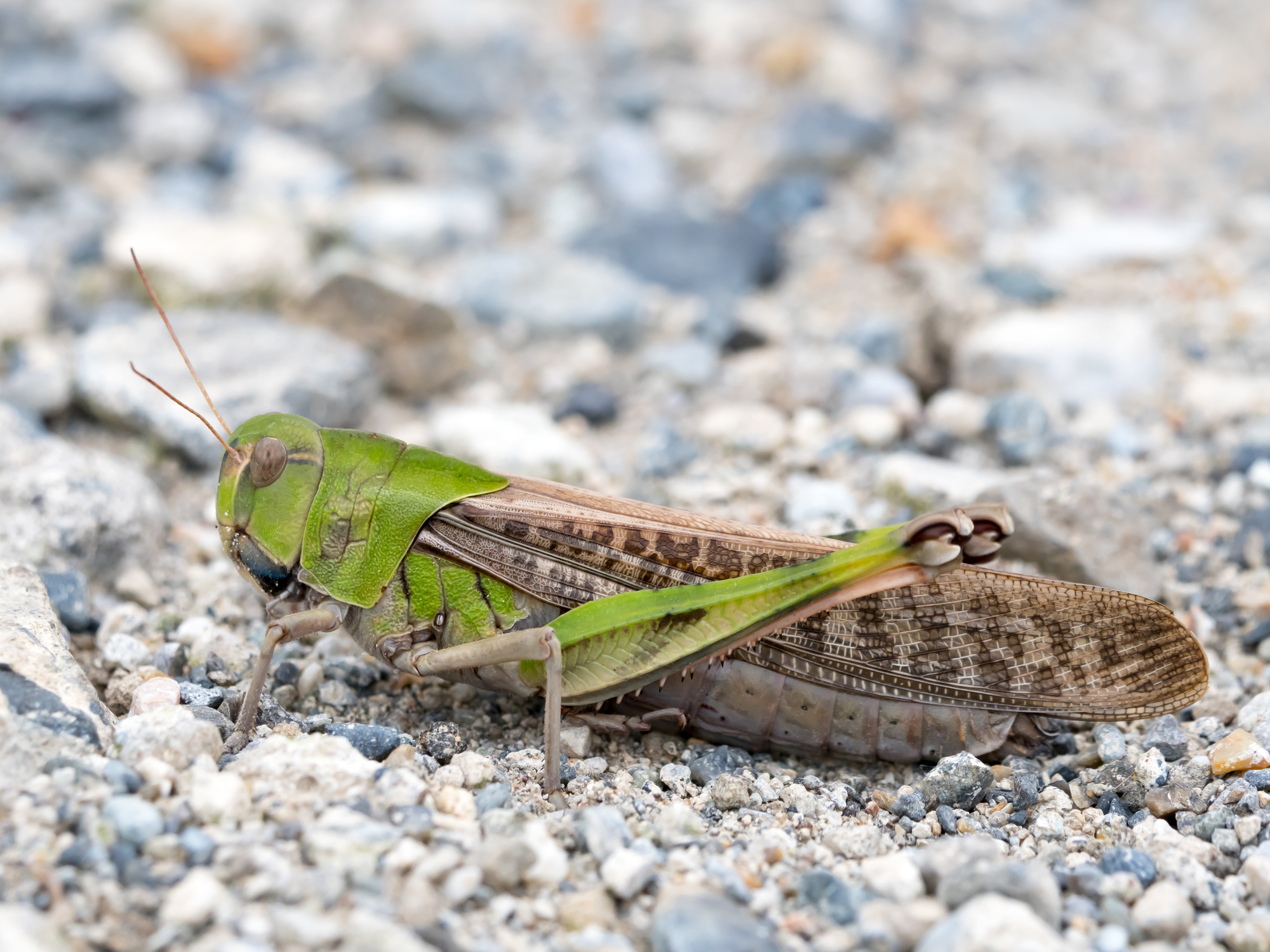 バッタ】 の種類はたくさん！ 昆虫採集YouTuberむし岡だいき さんが