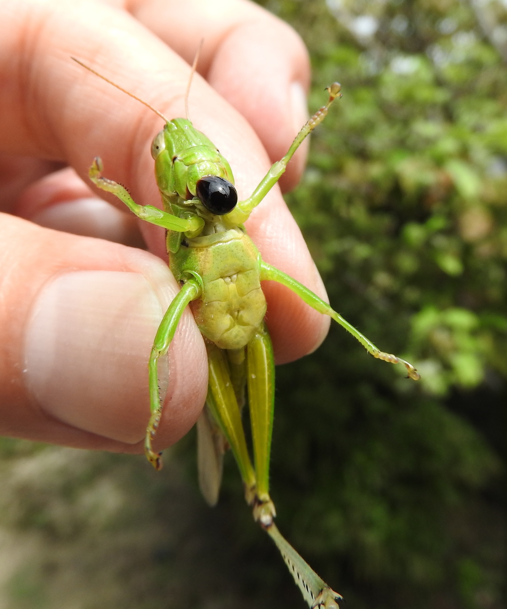 バッタ】 の種類はたくさん！ 昆虫採集YouTuberむし岡だいき さんが