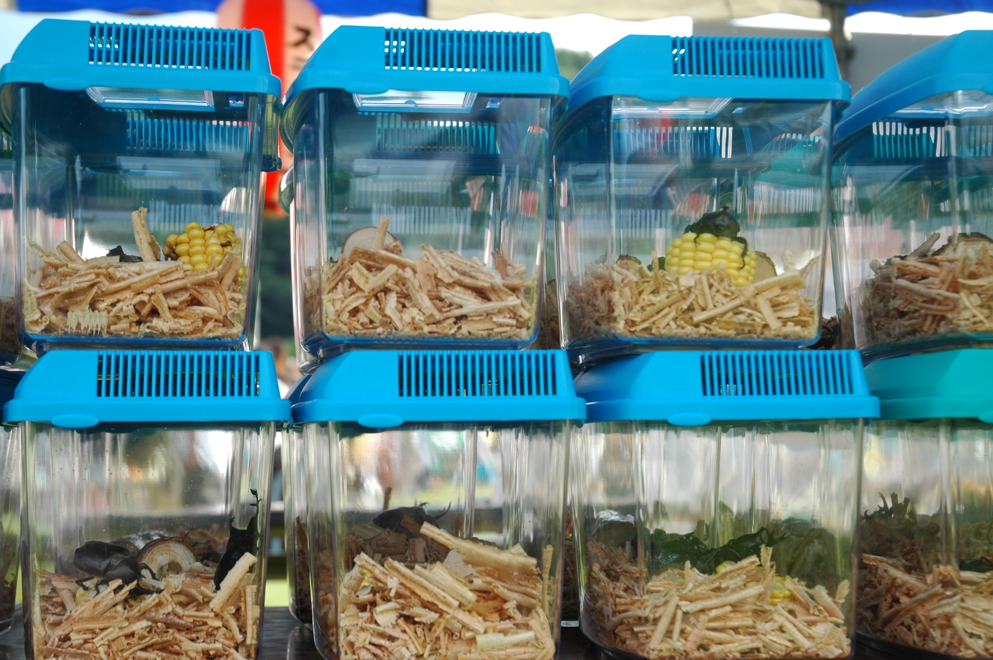 飼育していた昆虫が死んだらどうしたらいい？ 昆虫採集YouTuberむし岡