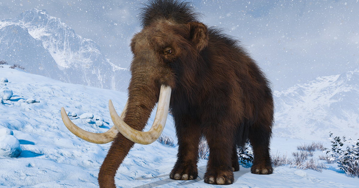 マンモスの絶滅理由はヒト？ 「冷凍マンモス」から始まった驚きの復活 