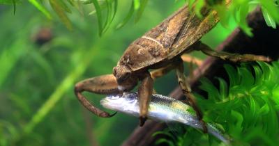 【環境問題や生物多様性についても学べる!】水の中に潜む水生昆虫たち