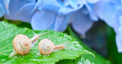【梅雨によく見かける昆虫】カタツムリを知る！