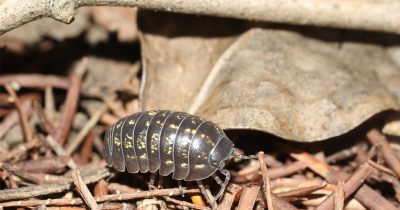 【身近に潜んでいる虫】ダンゴムシを飼育して観察してみよう！