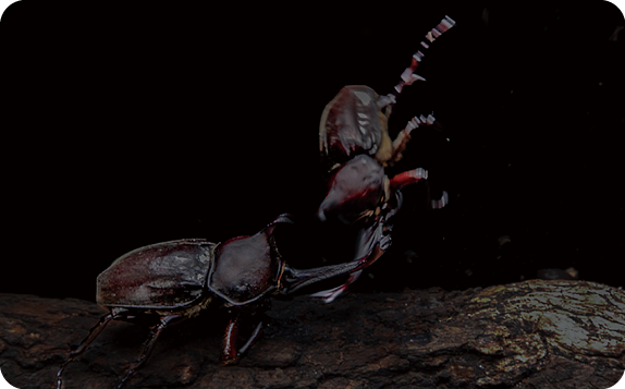 mode3_w574-67-2_カブトムシ_