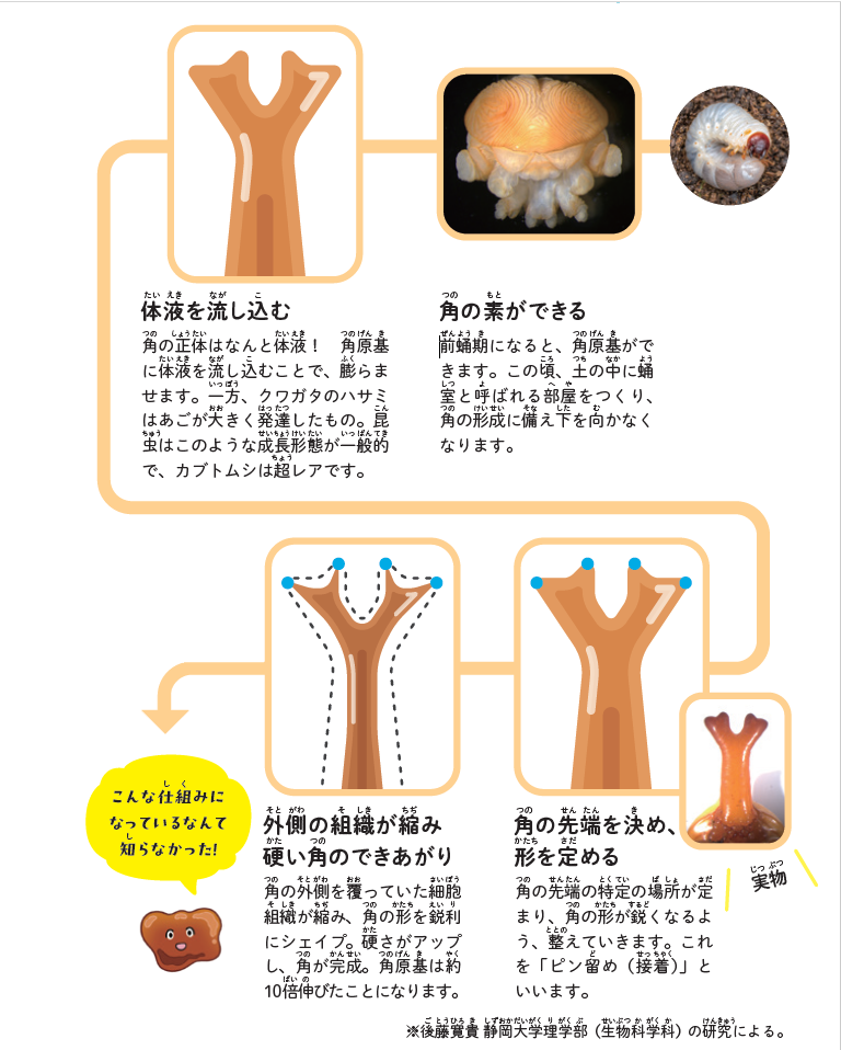 カブトムシの角ができる驚きの仕組み 『すごすぎる身近な昆虫の図鑑