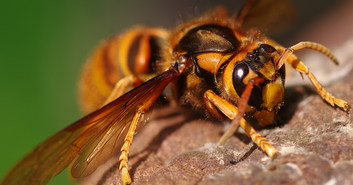さわるな危険！注意するべき虫たち | 昆虫採集YouTuberむし岡だいきの