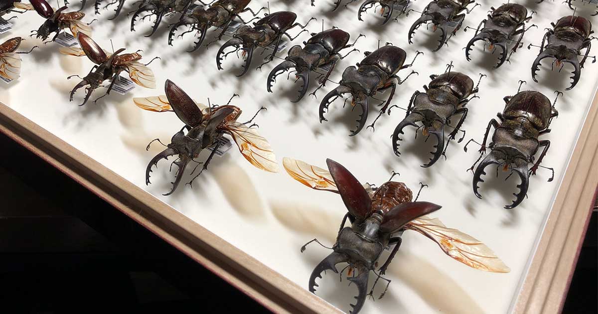 はじめてでも大丈夫！ 昆虫標本の作り方 | 昆虫採集YouTuberむし岡だ