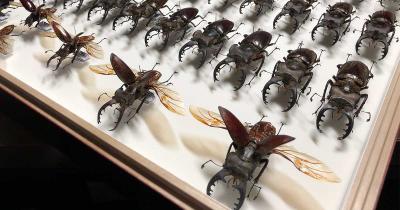 はじめてでも大丈夫! 昆虫標本の作り方