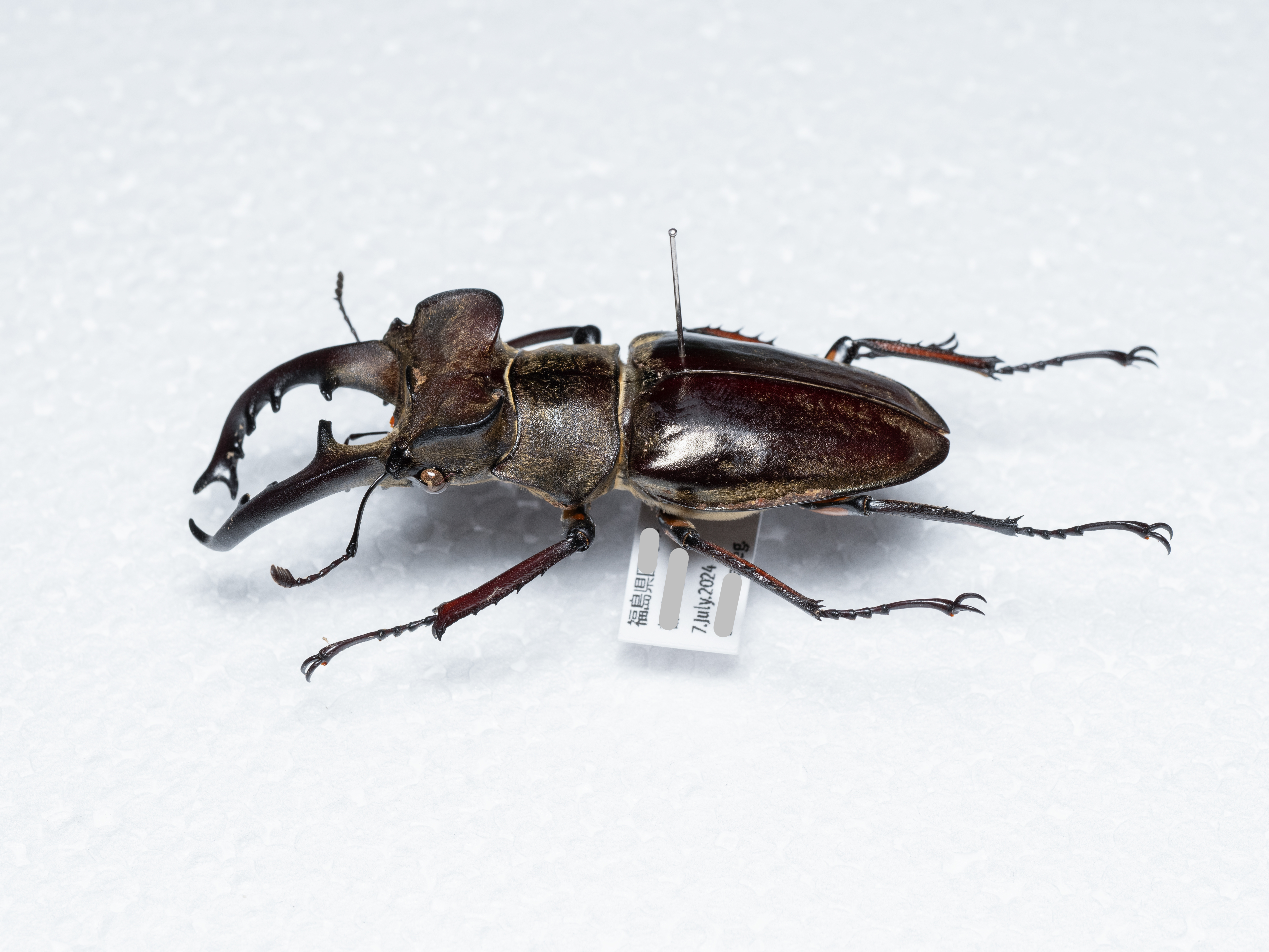 はじめてでも大丈夫！ 昆虫標本の作り方 | 昆虫採集YouTuberむし岡だ