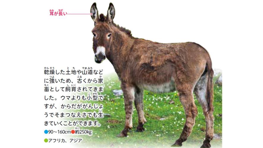 2026年の干支・ウマのちょっとドヤれる豆ちしきクイズ | 知る・まなぶ