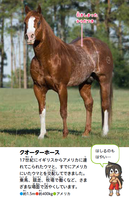 馬年　2026年　馬　 ダークブラウン　昭和時代 2026年の干支・ウマのちょっとドヤれる豆ちしきクイズ | 知る・まなぶ